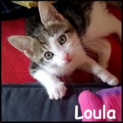 Loula