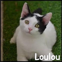 Loulou 