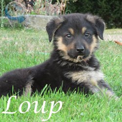 Loup