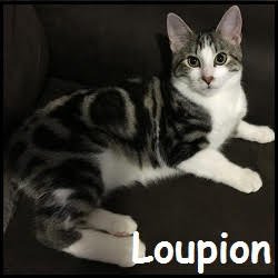 Loupion