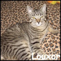 Louxor