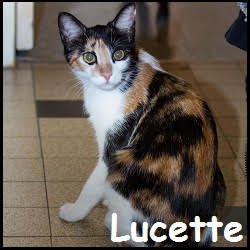 Lucette