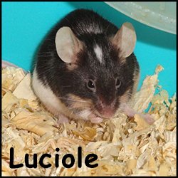 Luciole