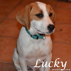 luckybeagle