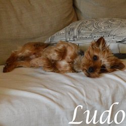 Ludo