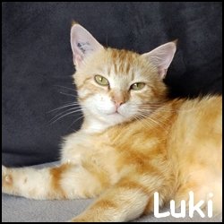 Luki