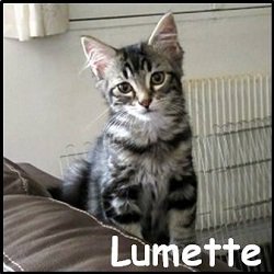 Lumette
