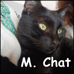 M.Chat