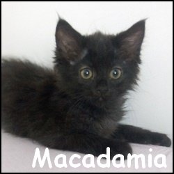 Macadamia