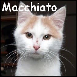 Macchiato