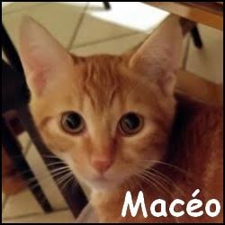 Maceo