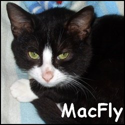 Macfly