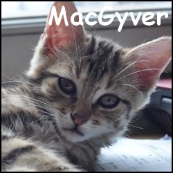 MacGyver