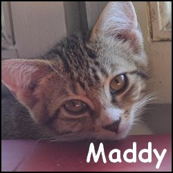 Maddy