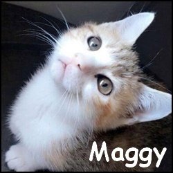 Maggy