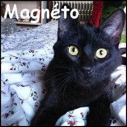 Magneto