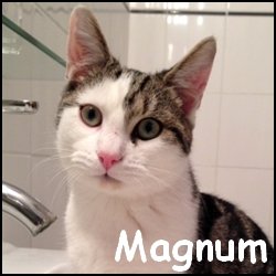 Magnum