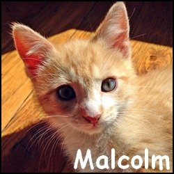 Malcolm