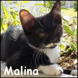 Malina