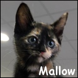 Mallow