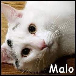 Malo