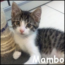 Mambo