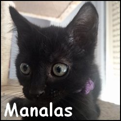 Manalas