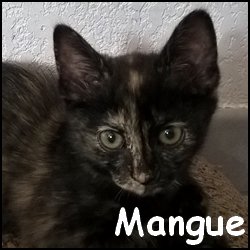 Mangue