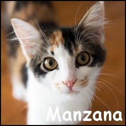 Manzana