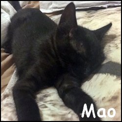 Mao