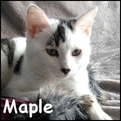 Maple