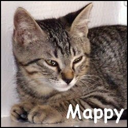 Mappy