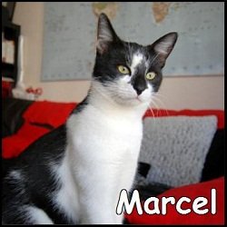 Marcel