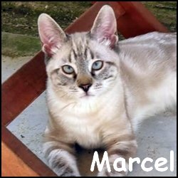 Marcel