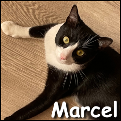 Marcel