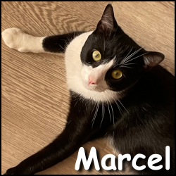 Marcel