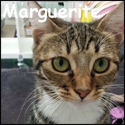 Marguerite