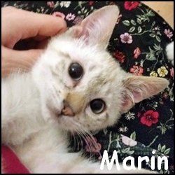 Marin