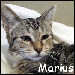 Marius