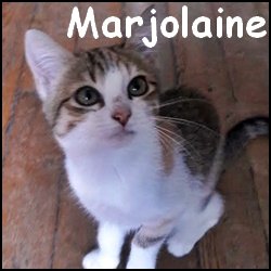 Marjolaine