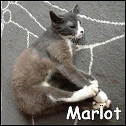 Marlot