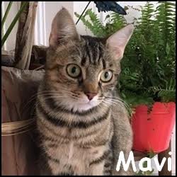 Mavi