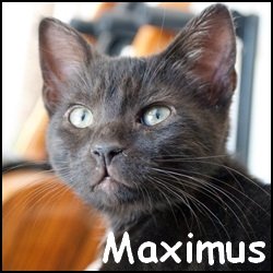 Maximus