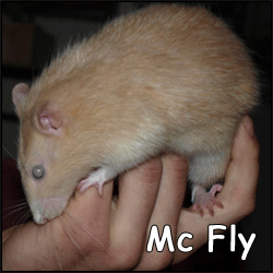 Mc Fly