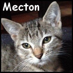 Mecton