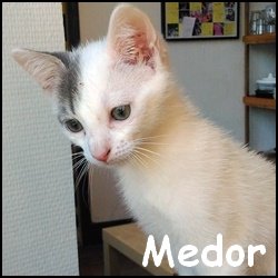 Medor