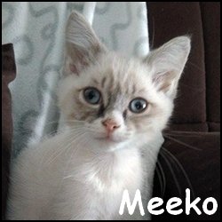 Meeko