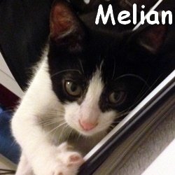 Melian