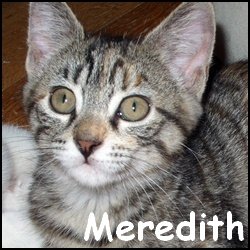 Meredith