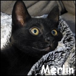 Merlin